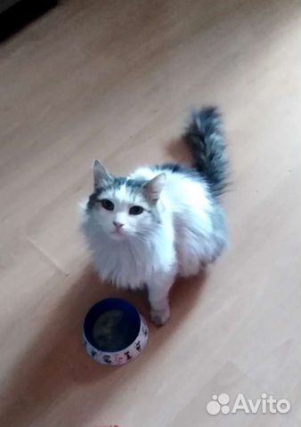 Коты в добрые руки