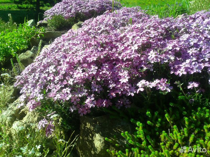 Растения для альпинария