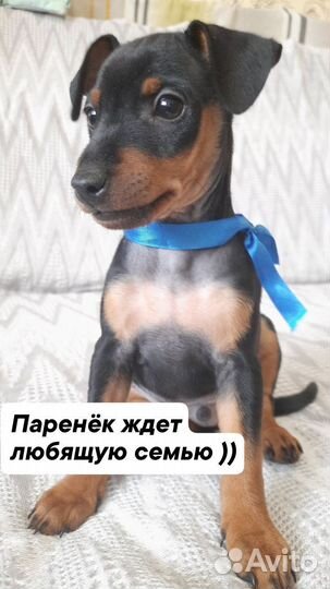 Щенки цвергпинчера