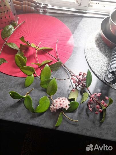 Хойя восковой плющ