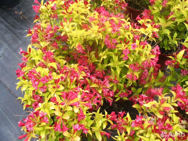 Декоративные кустарники