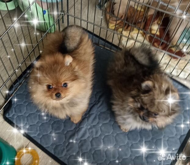 Померанский шпиц