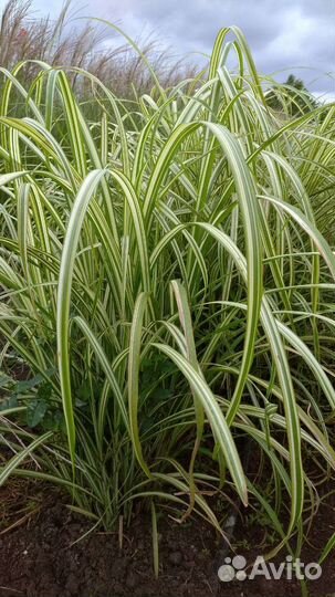 Декоративные злаки