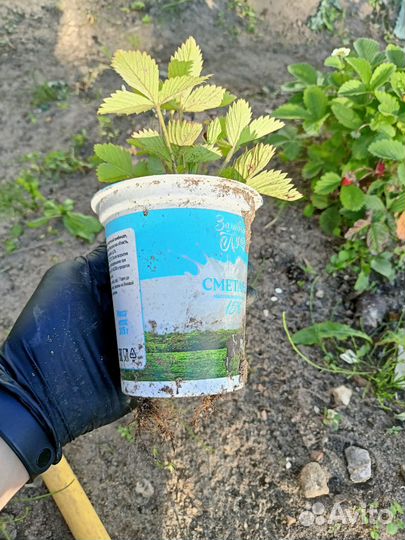 Саженцы земляники Али баба