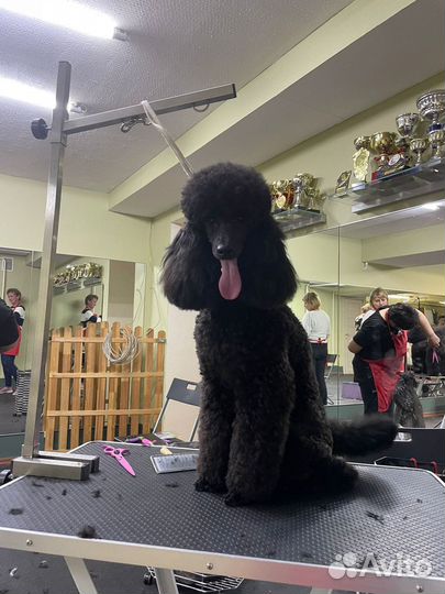 Грумер Стрижка собак и кошек(Славянка Колпино