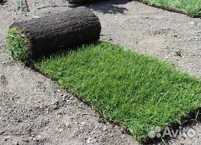 Продажа Рулонного газона