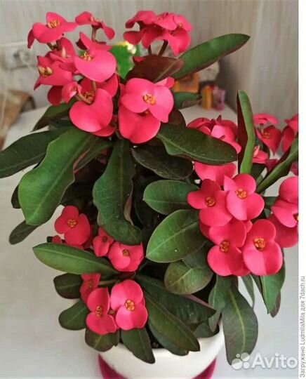 Молочай Миля крупноцветковый