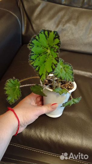 Комнатные растения