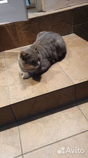 Котик