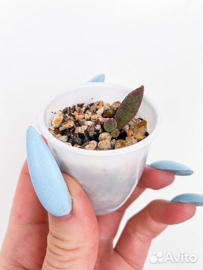 Адромискус Антидоркатум (Суккулент)