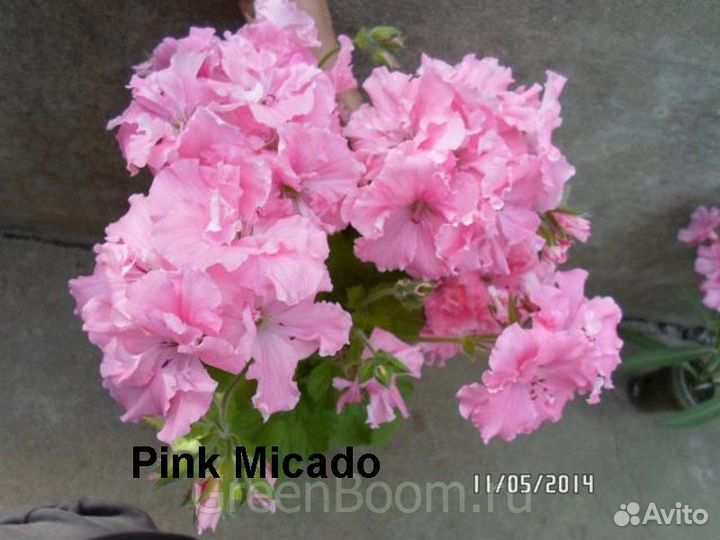 Rousillion и др. сорта