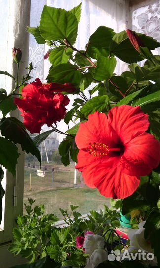 Гибисскус (китайская роза)