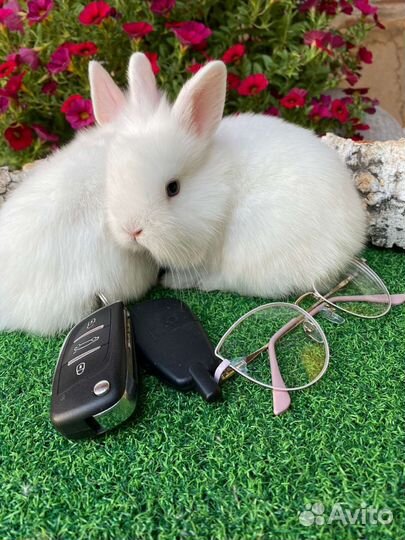 Декоративные кролики