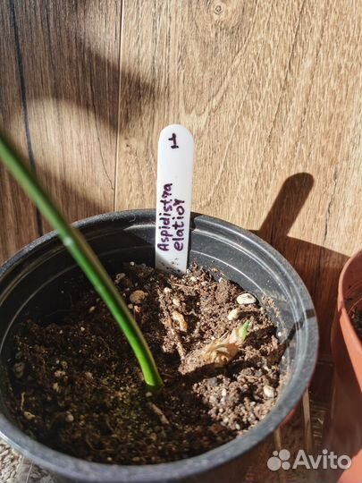 Аспидистра домашнее растение