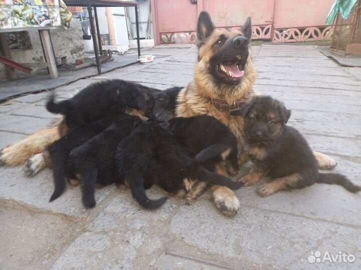 Немецкая овчарка