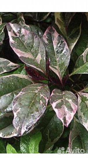 Псевдоэрантемум