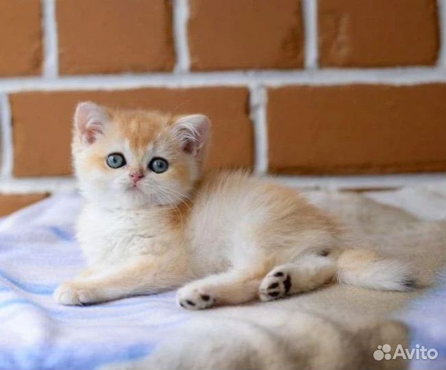 Британская золотая шиншилла