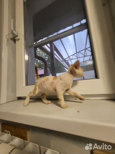 Котята девон-рекс