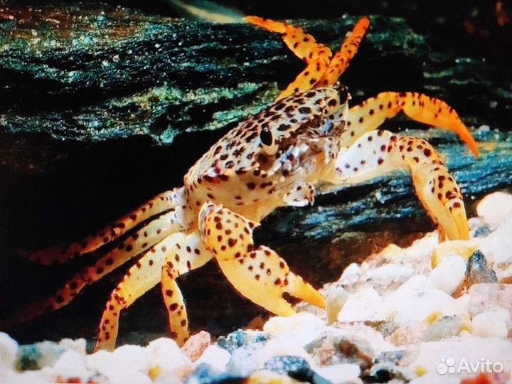 Краб пантерина ягуар подводный хищник аквариум