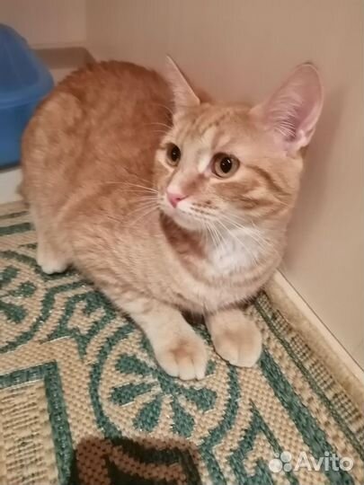 Котик в дар