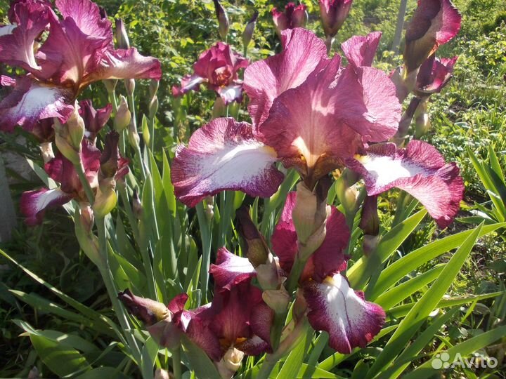 Бородатые ирисы