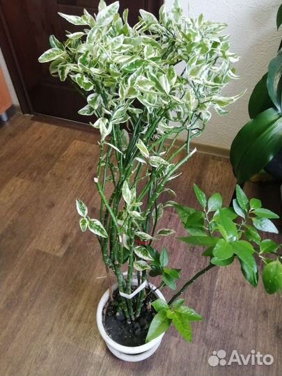 Педилантус комнатный