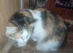 Трехцветная кошка Анжелика-возьмите счастье в дом