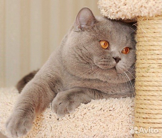 Британский кот на вязку