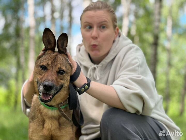 Собака Юла в добрую семью