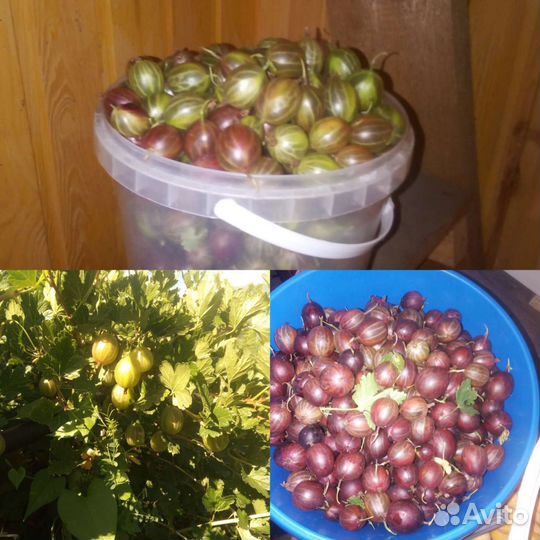 Крыжовник, варенье, соленья, компоты, чеснок