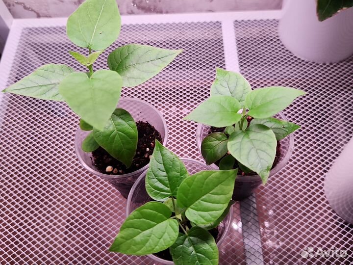 Саженцы катальпы