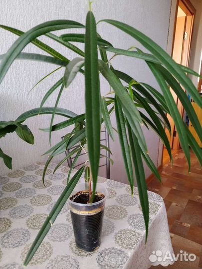 Фикус али, фикус Бенджамина, кротон, драцена