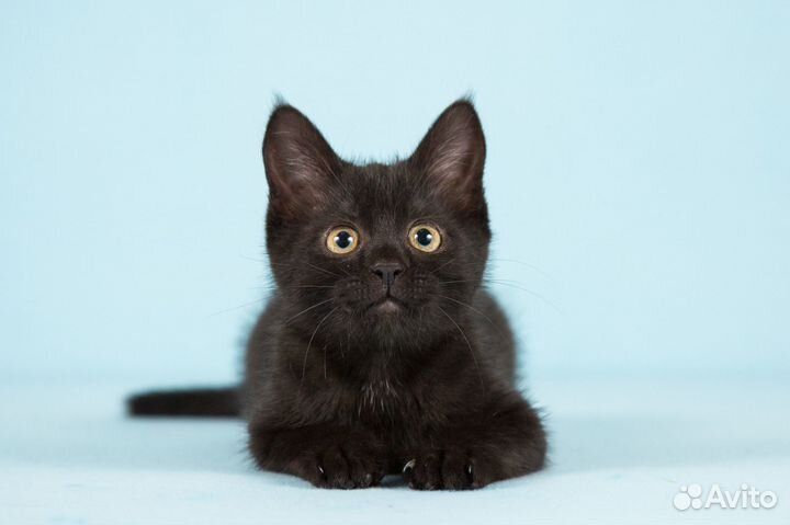 Шустрая девчонка 2 месяца ищет дом