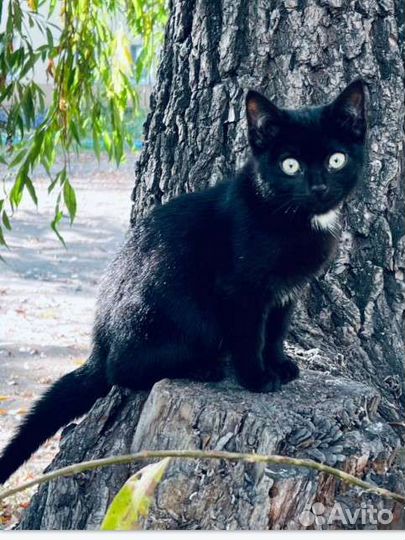 Кошка, котенок