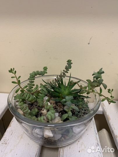 Мини садик из суккулентов