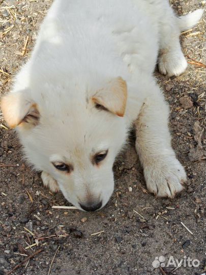 В дар щенки ищут добрые руки