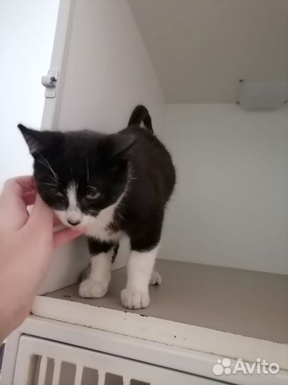 Отдам в добрые руки котёнка (мальчик )