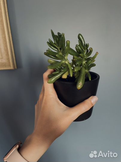 Крассула хоббит