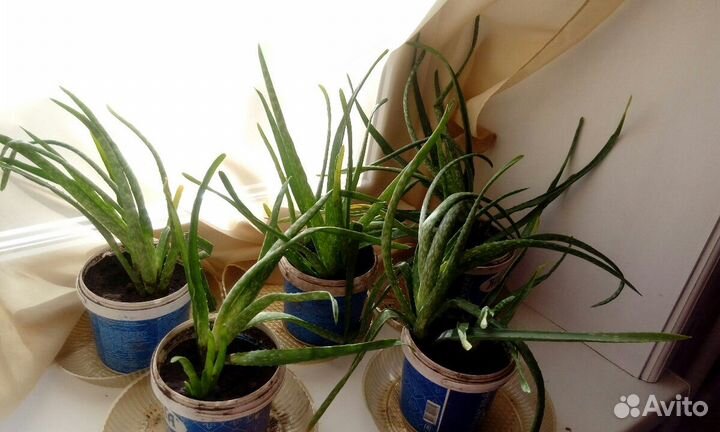 Столетник лечебный(алоэ) 4 года и 6 лет