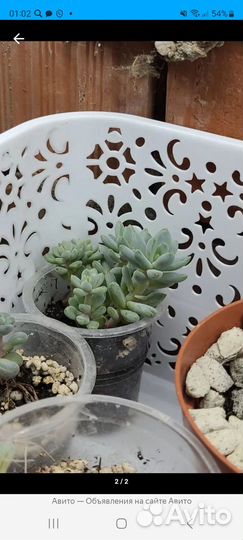 Суккуленты