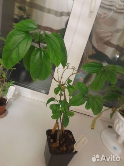 Хойя, клеродентрум