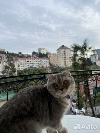 Потерялся шотландский кот