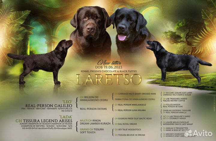 Щенки лабрадора из питомника, РКФ