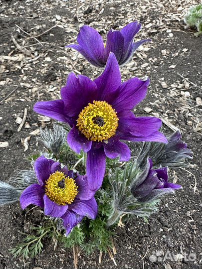 Семена прострела