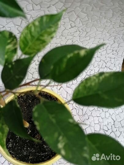 Фикус Эльдорадо