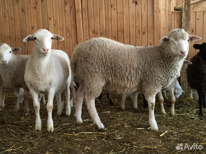 Овцы бараны