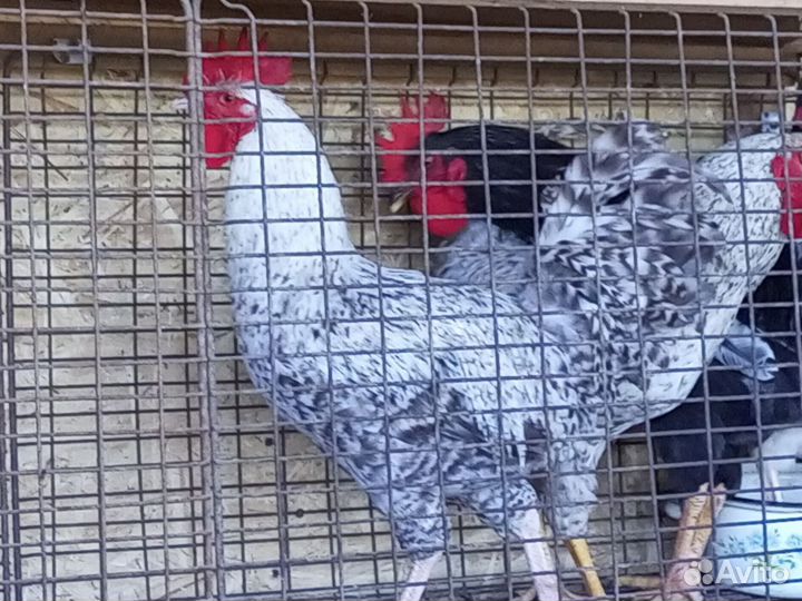 Петухи разных пород