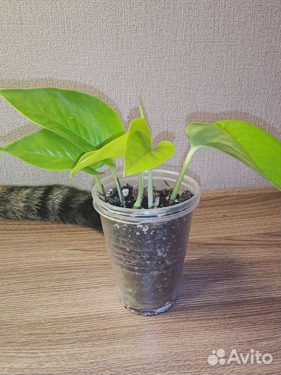 Эпипремнум Неон