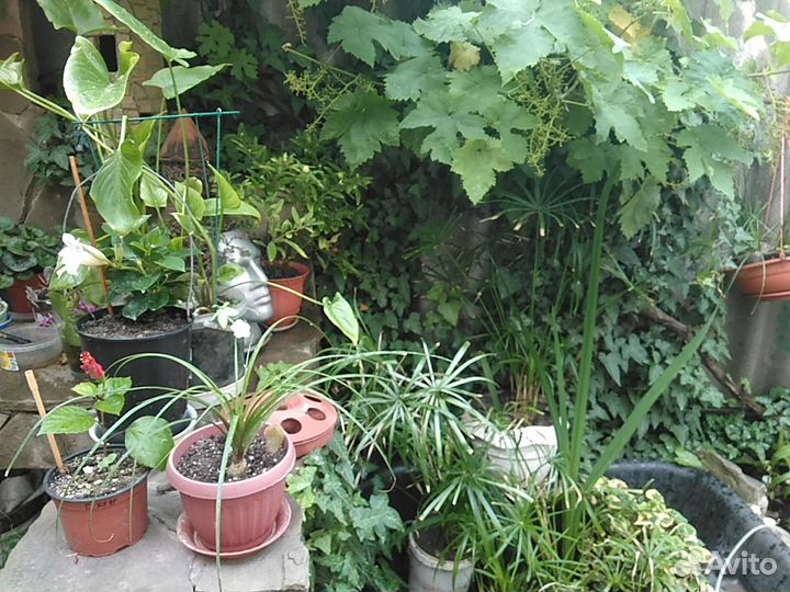 Комнатные растения