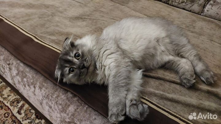 Вислоухие котята